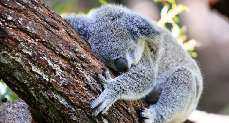 Koalalardan həyat dərsi: Olmursa, məcbur etmə, yat