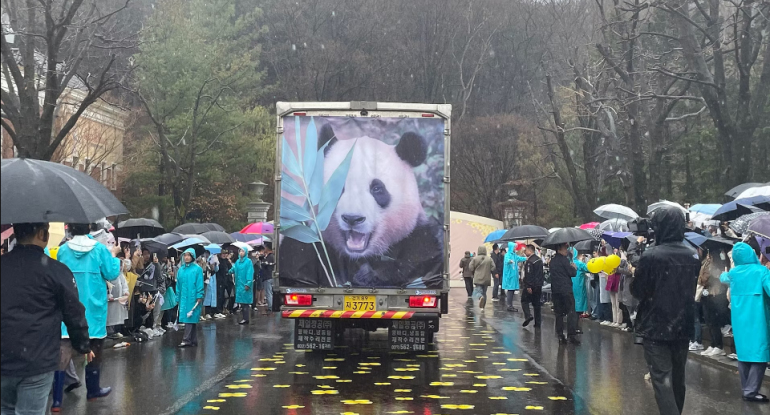 Yaponların panda "dərdi" - Minlərlə insan vida mərasiminə gəldi