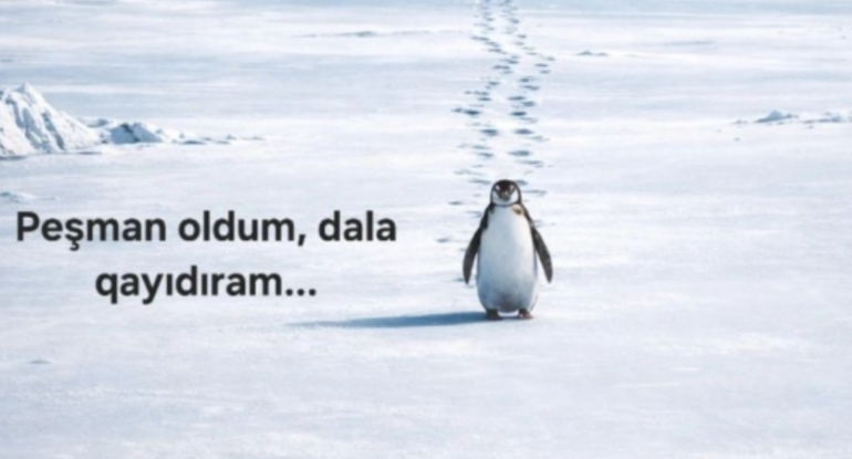Pinqvin hekayəsi Azərbaycanda gəlirə çevrildi - FOTO