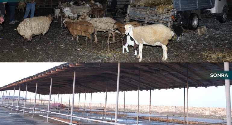 Biləsuvar heyvan bazarı yenidən fəaliyyətə başlayıb - FOTO