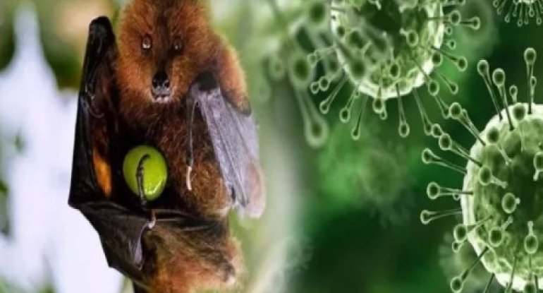 Ölümcül Nipah virusu haqqında nə bilmək lazımdır
