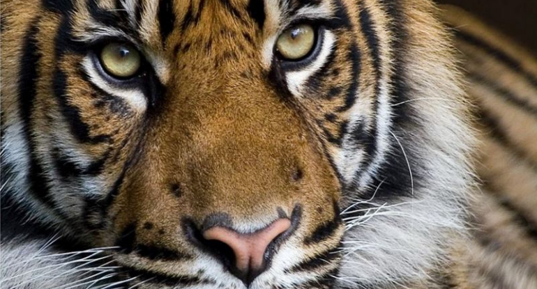 Tailandda ölümcül virus: Zooparkda onlarla pələng tələf oldu