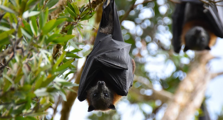 Yarasalarda Nipah virusuna qarşı anticisimlər aşkarlanıb