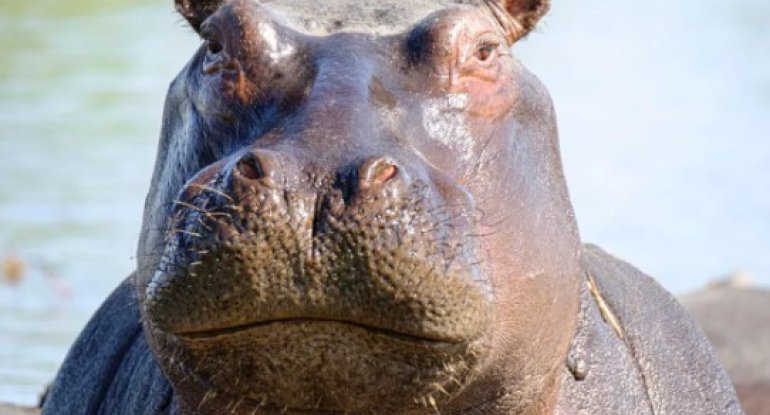 Zooparkda begemot baytarı parçalayıb - Hindistanda