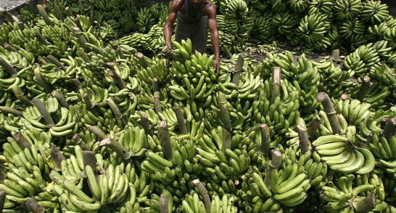 Yaşıl bananın gözlənilməz faydası&nbsp;
