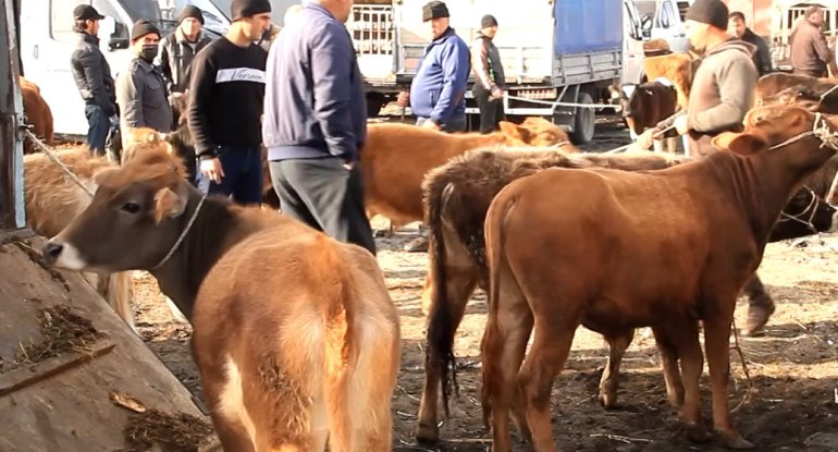 Azərbaycanda heyvan satışı bazarları ilə bağlı yeni qadağa