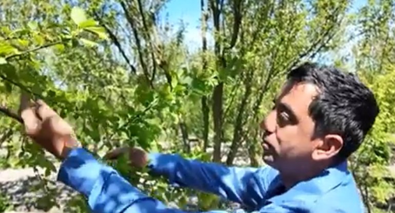 Bu il bazarlarda alça tapılmayacaq?