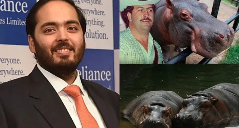 Milyarderin oğlu Eskobarın begemotlarını xilas etmək istəyir