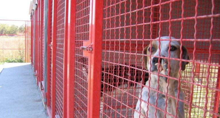 Heyvan sığınacaqları ilə bağlı yeni QƏRAR