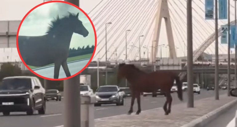 "Koroğlu" metrosu yaxınlığında prospektə çıxan at gündəm oldu - VİDEO