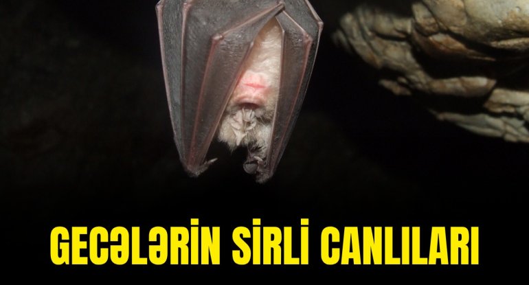 Gecələrin sirli canlıları: 20 min yarasa eyni mağarada necə yaşayır? - VİDEO