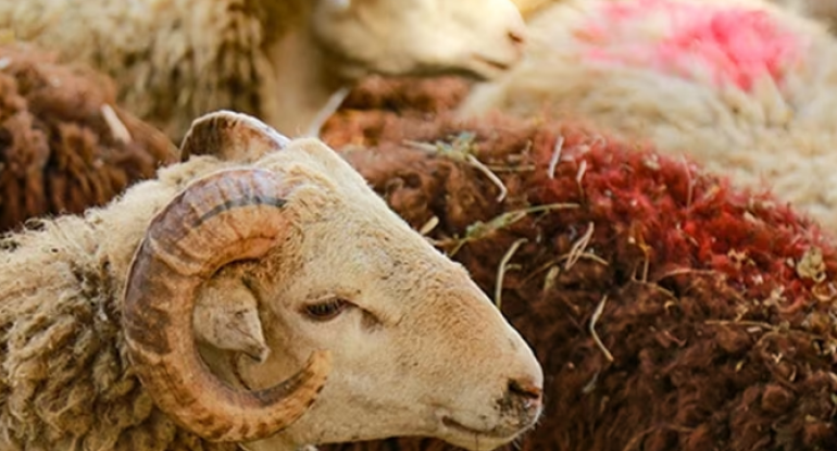 Azərbaycanda qurbanlıq heyvanların satışı və kəsimi məntəqələri - ÜNVANLAR