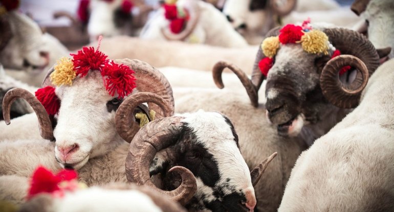 Qurban bayramı yaxınlaşır&nbsp;- Heyvan bazarında qiymətlər necədir?