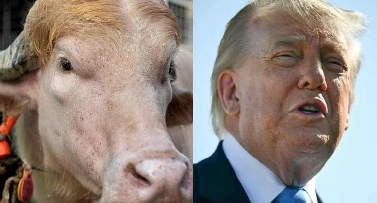 Saçlarına görə Trampa bənzədilən qurbanlıq camış gündəm oldu - FOTO