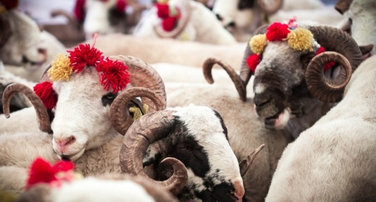 Qurban bayramı ilə bağlı fətva verildi