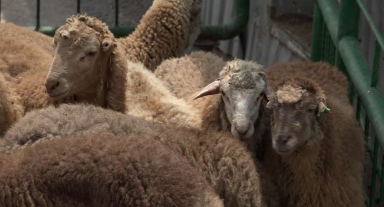 Azərbaycanda qurbanlıq kəsimi necə təşkil olunacaq?