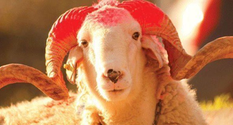 Qurban kəsməyə imkanı çatanlar bunu bilməlidir