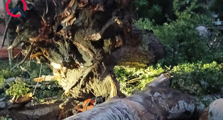 Mingəçevirdə külək ağacları aşırdı, yollar bağlandı