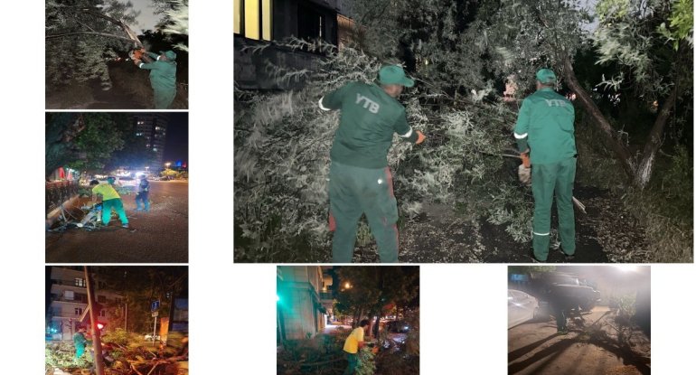 Külək nəticəsində Bakıda 41 ağac sınıb -&nbsp;FOTO