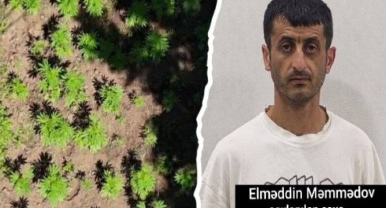 Hirkan Milli Parkında narkoplantasiya aşkarlanıb