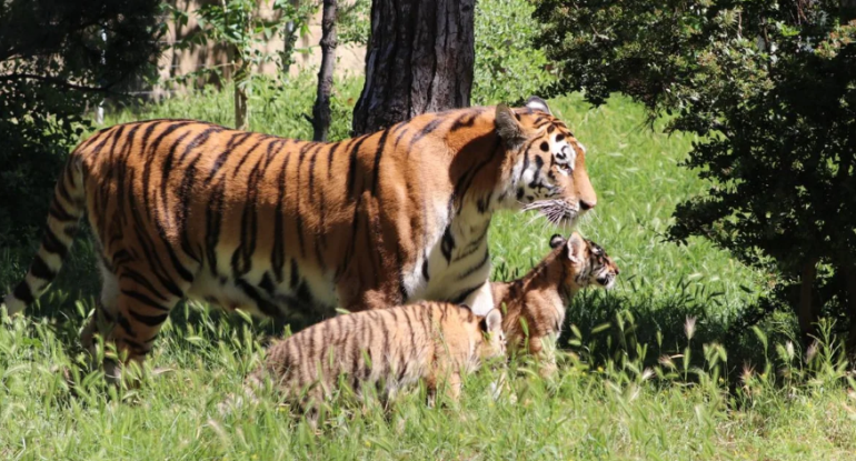 Bakı Zooloji Parkında Amur pələngi balaları dünyaya gəlib