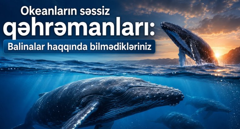 Balinalar niyə Yer kürəsinin xilaskarları hesab olunur? - VİDEO