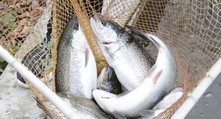 Üç ayda İrandan min tondan çox forel gətirilib &ndash; Kiloqramı 7,6 manata