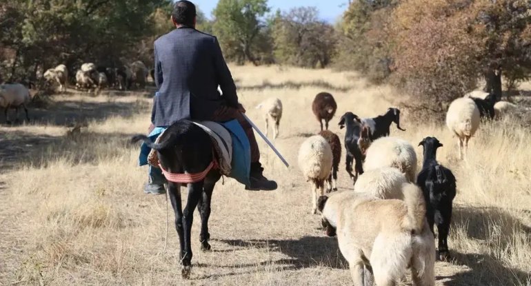 Azərbaycanda çoban həbs edildi - Milyonluq yeyinti
