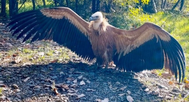 Zəngəzurda nadir quş növü tapıldı