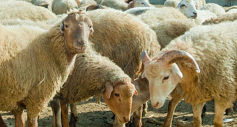 Nazirliyin qoyunlarını oğurladı