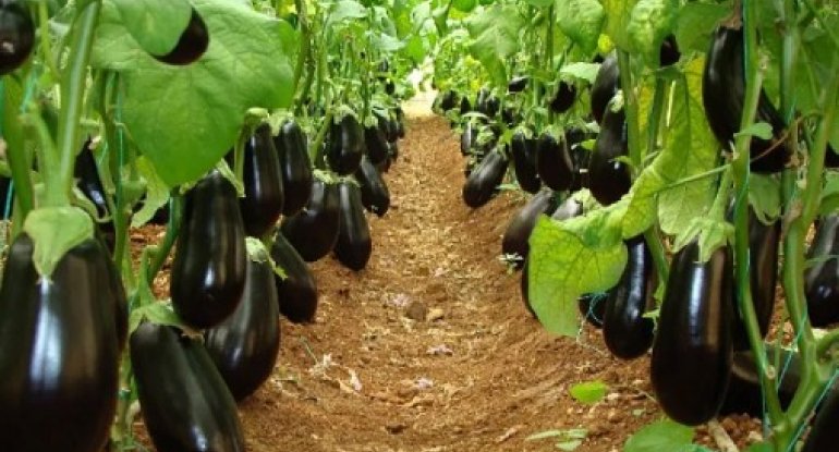 Azərbaycana idxal olunan badımcanın 1 kiloqramı neçəyə başa gəlir?