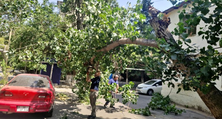 Güclü külək Bakıda 7 ağacı aşırdı