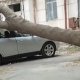 Bakıda ağac qırıldı: Xəsarət alan var - VİDEO