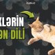 Pişikləri xüsusi edən özəlliklər və hərəkətlərinin mənası - Video