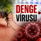 Denge virusu nədir və niyə təhlükəli sayılır? - Araşdırma