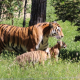 Bakı Zooloji Parkında Amur pələngi balaları dünyaya gəlib
