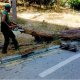 Nəsimi rayonunda genişmiqyaslı eko-təmizlik - Təhlükə əvəzinə gözəllik 