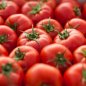 Pomidorun faydaları və zərərləri